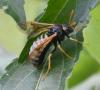 Abia nitens
